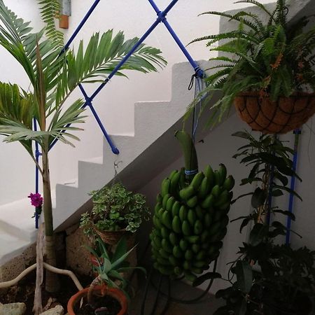 פוארטו דה לה קרוז La Haciendita De La Casita Azul מראה חיצוני תמונה