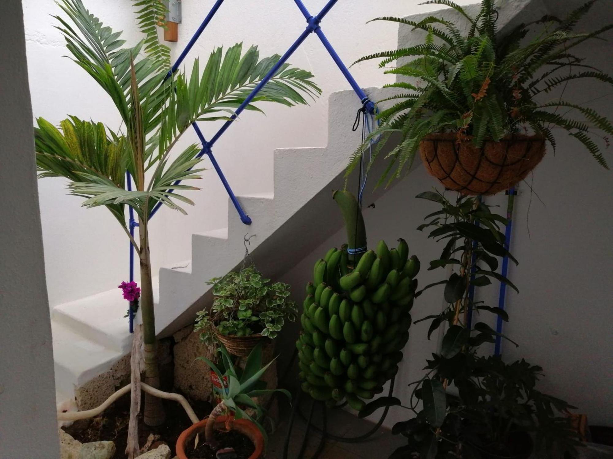 פוארטו דה לה קרוז La Haciendita De La Casita Azul מראה חיצוני תמונה